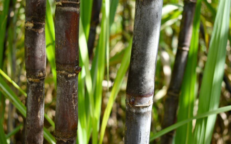 Potensi perkebunan Desa Ngoro